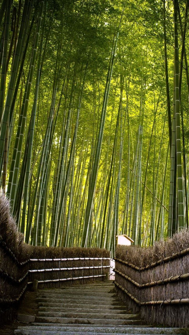 More Search Bamboo Forest iPhone Wallpaper Tags Green