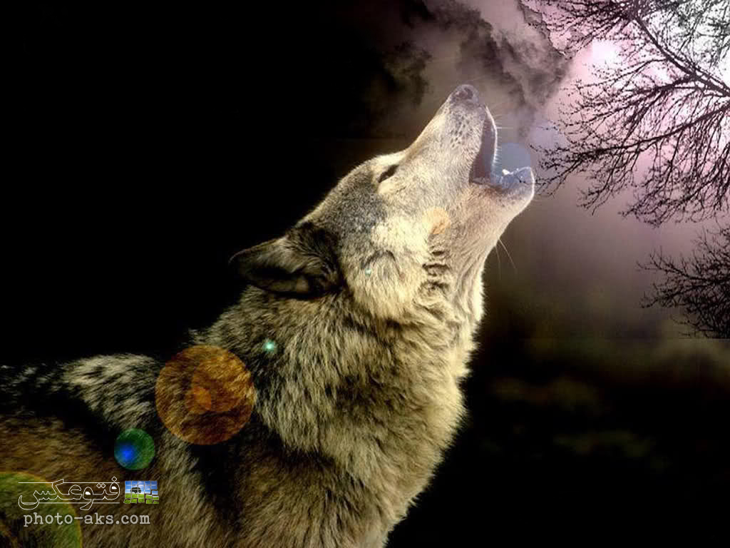 Related Pictures Wolf Howling At Misty Night Moon iPhone Wallpaper