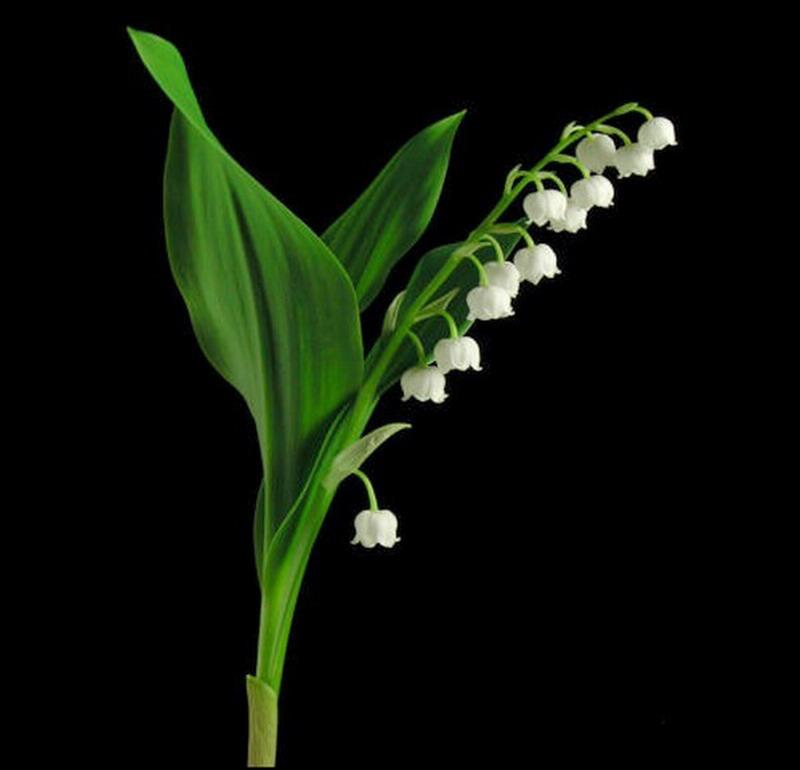 Lily Of The Valley High Quality And Resolution Wallpaper