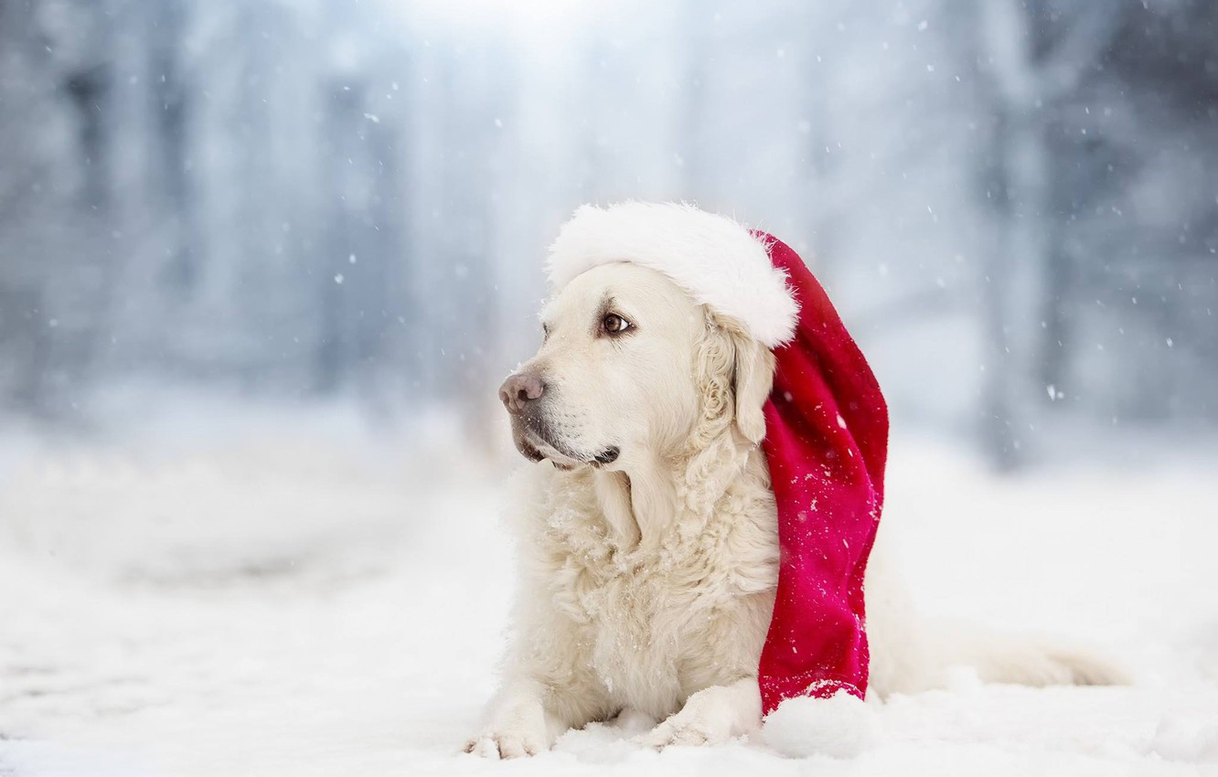 Wallpaper Winter Snow Dog Cap Bokeh Golden Retriever