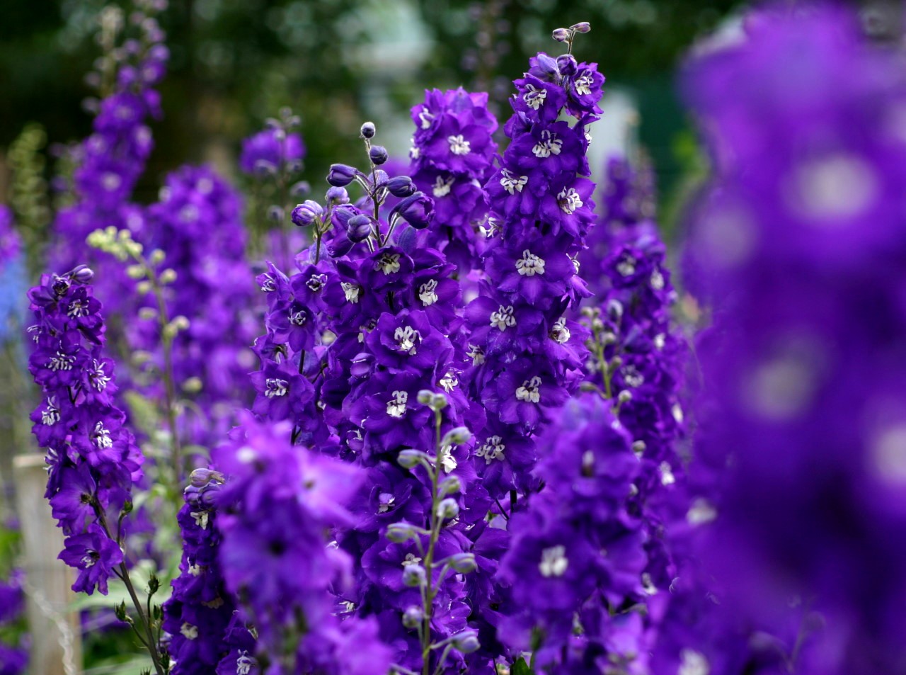 Nice Purple Flowers Wallpaper