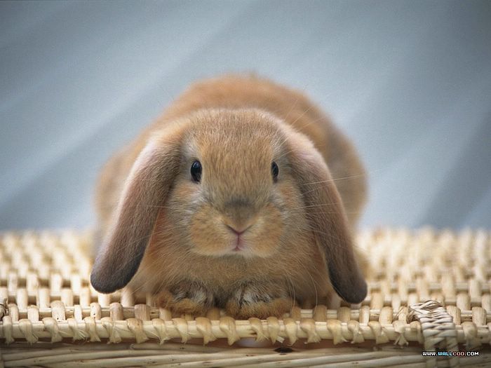 Baby Rabbits Photo Lop Ear Bunny On A Basket Cutest