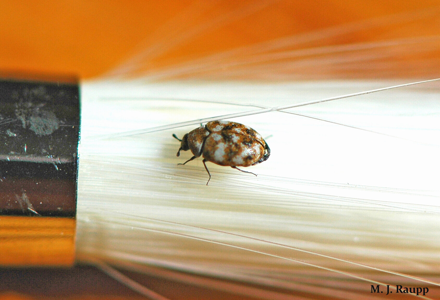 Carpet Beetle Larvae In Bed Wallpaper