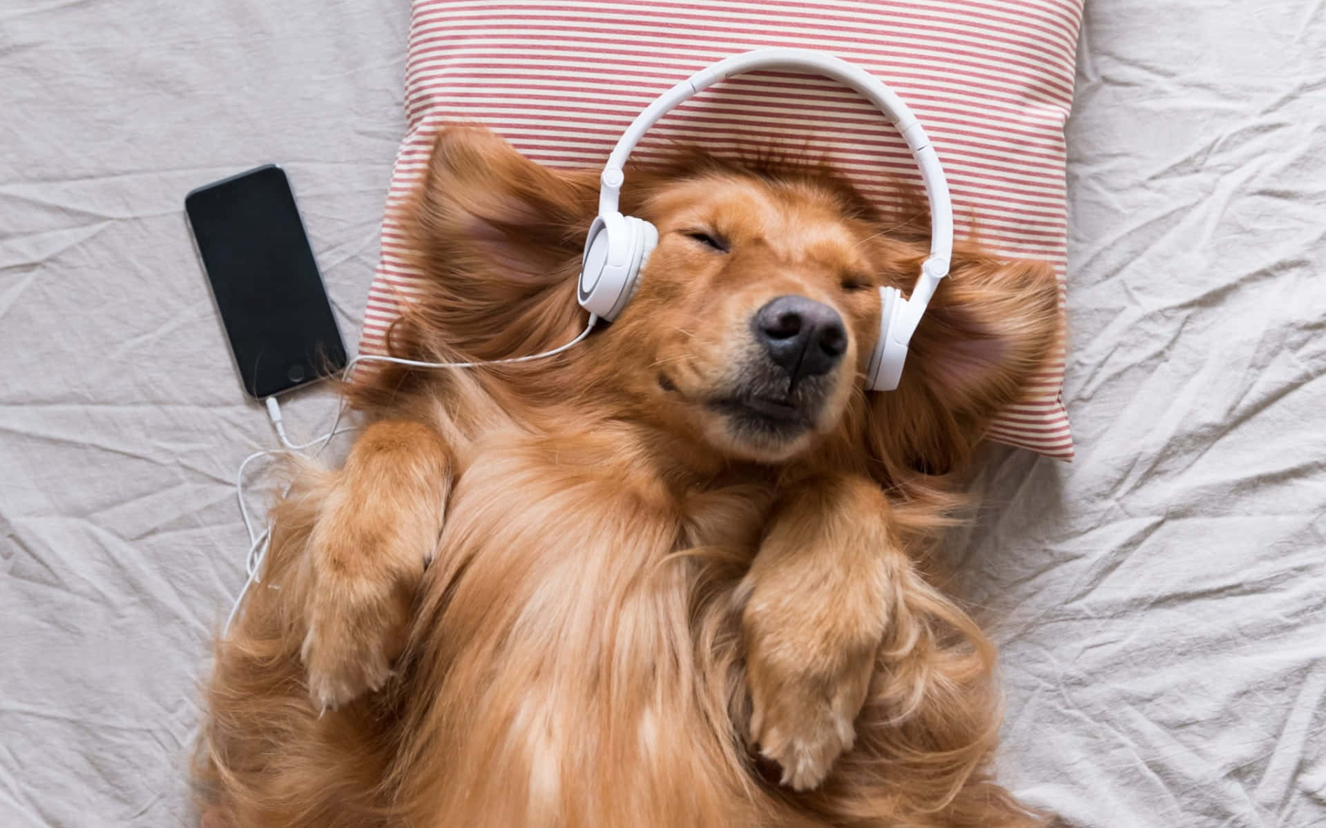 Dog Aesthetic Wallpaper