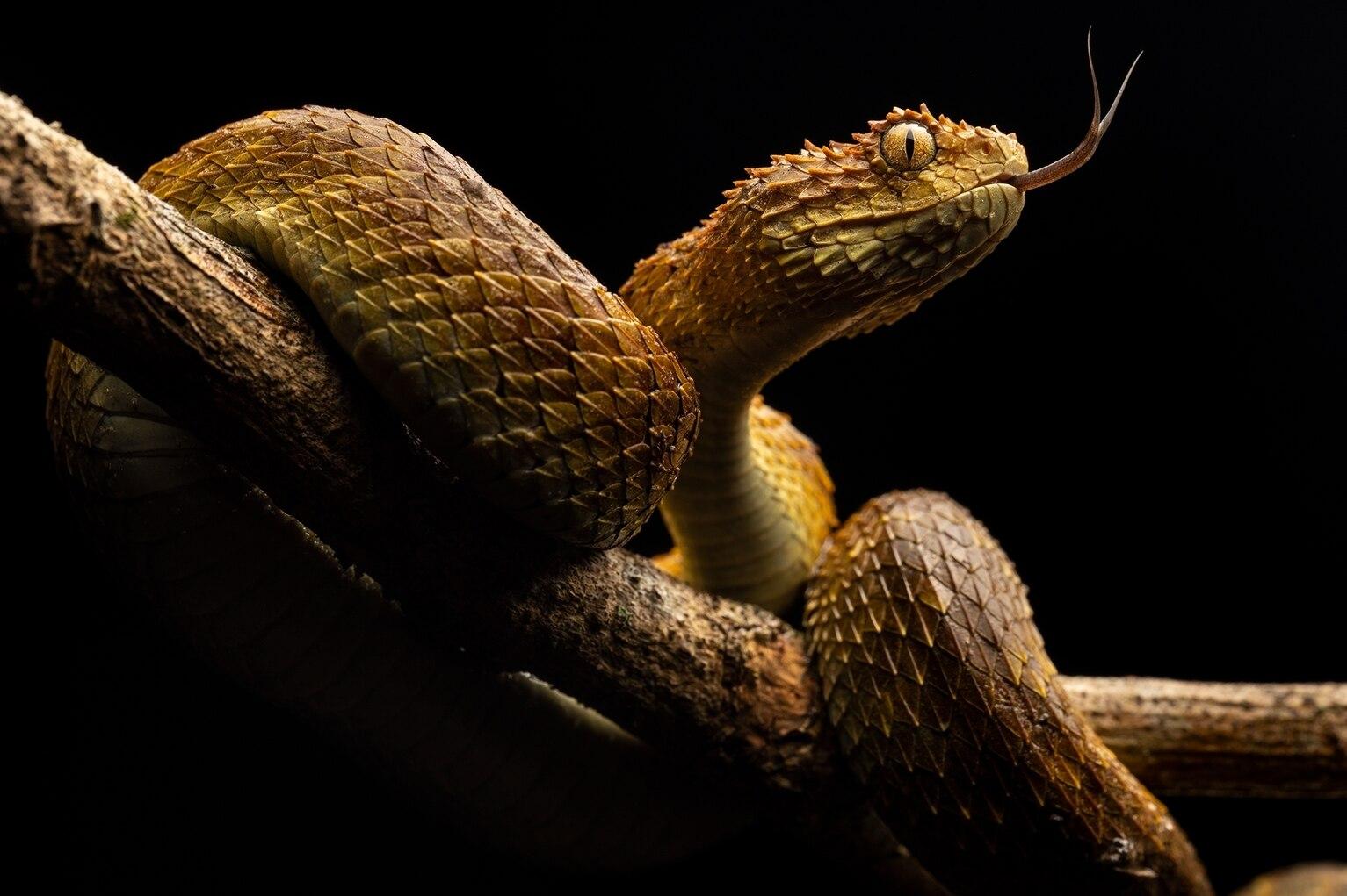 Africas neglected snakebite crisis kills tens of thousands a year