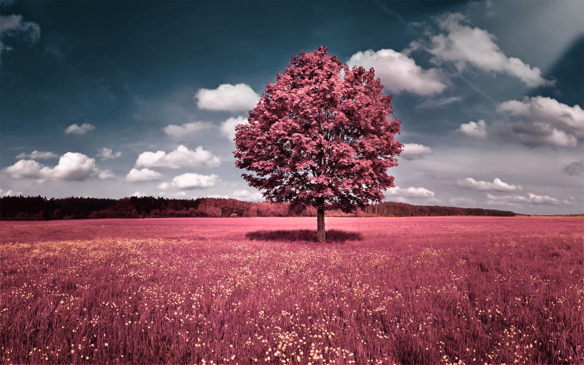 A lone pink tree stands in a vibrant pink field under a blue sky with white clouds. This surreal landscape evokes a sense of tranquility and wonder