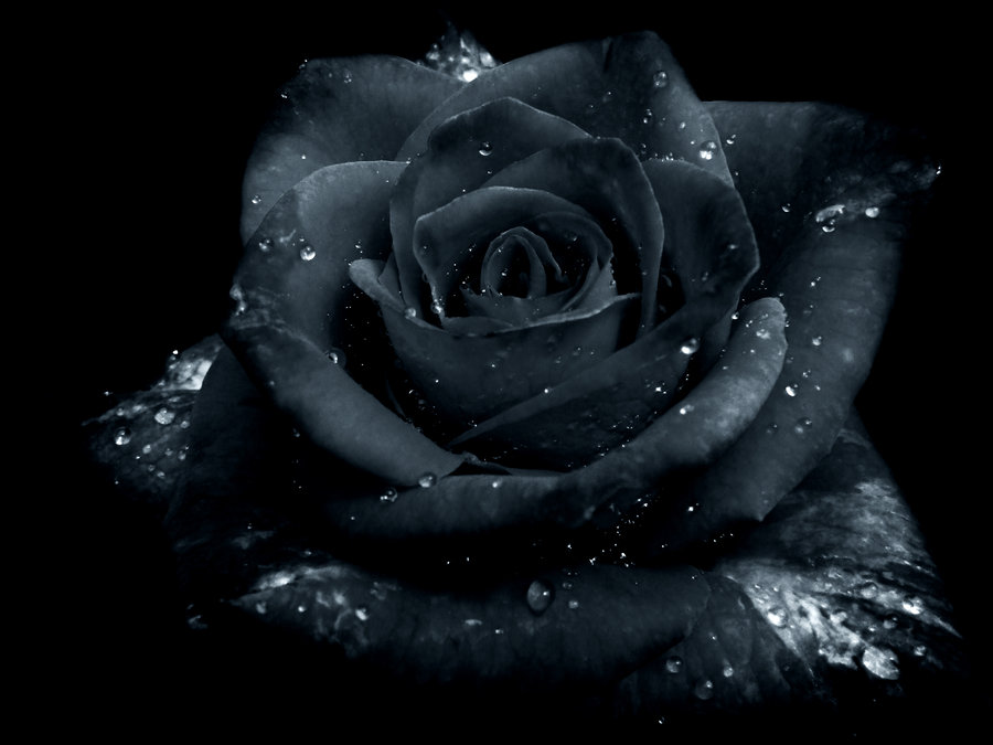 Gothic Black Rose Graphic