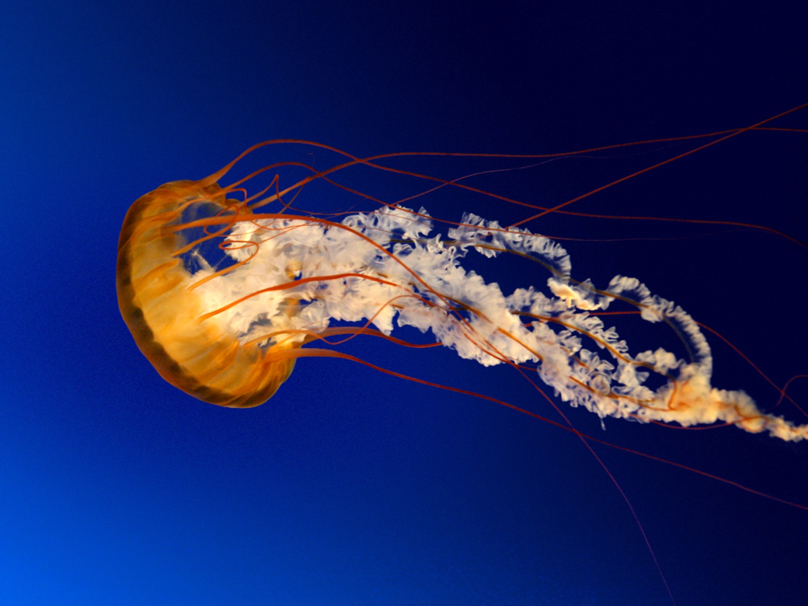 Jellyfish Wallpaper Background Image