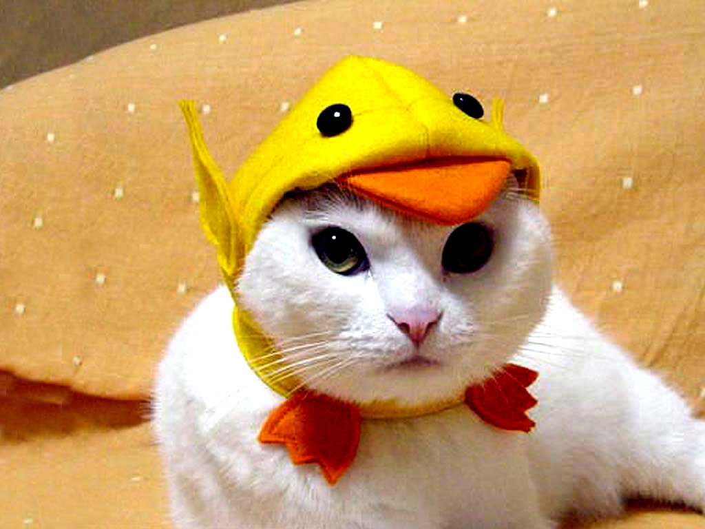 Funny Costumes For Cats 2 Desktop Wallpaper   Funnypictureorg