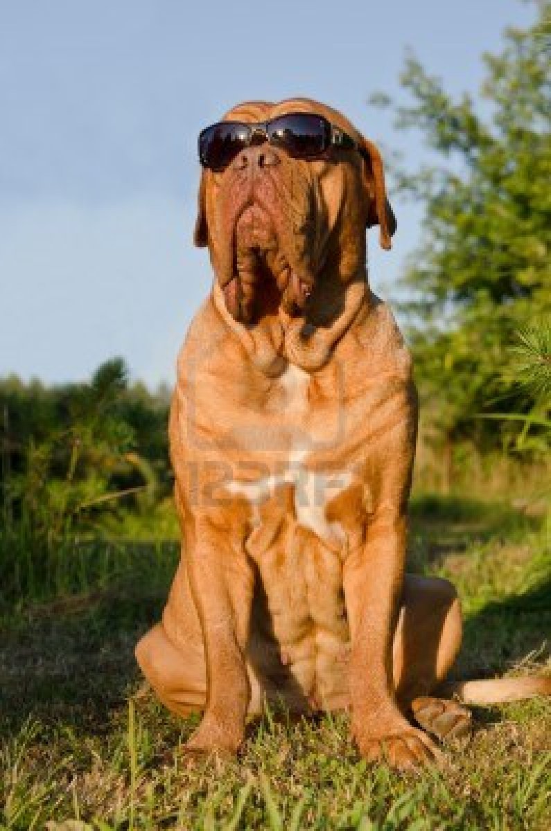 Dogue De Bordeaux Dog In The Glasses Photo And Wallpaper Beautiful