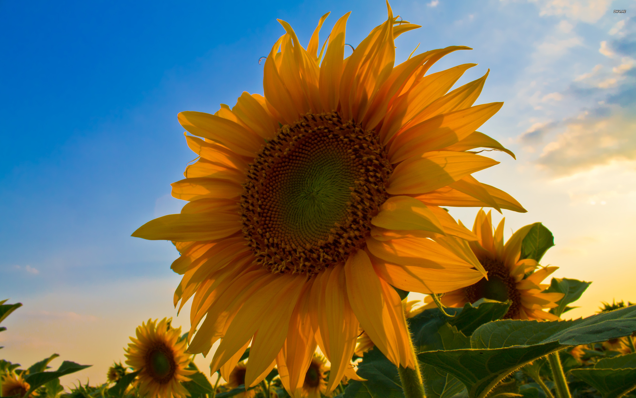 Sunflower Wallpaper Flower