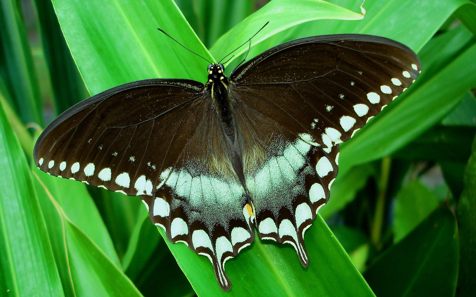 Black Butterfly Animal