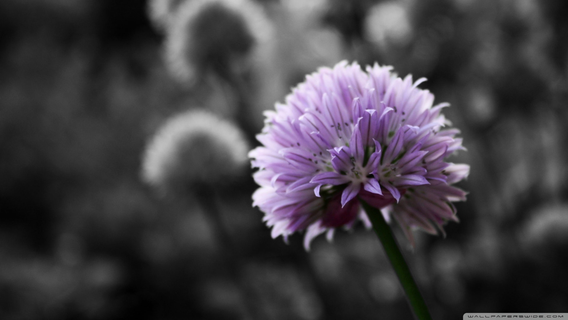 Purple Flower On Black And White Background Wallpaper