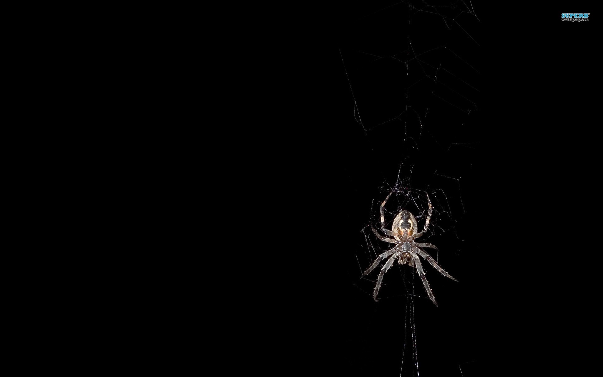 HD Spider Wallpaper