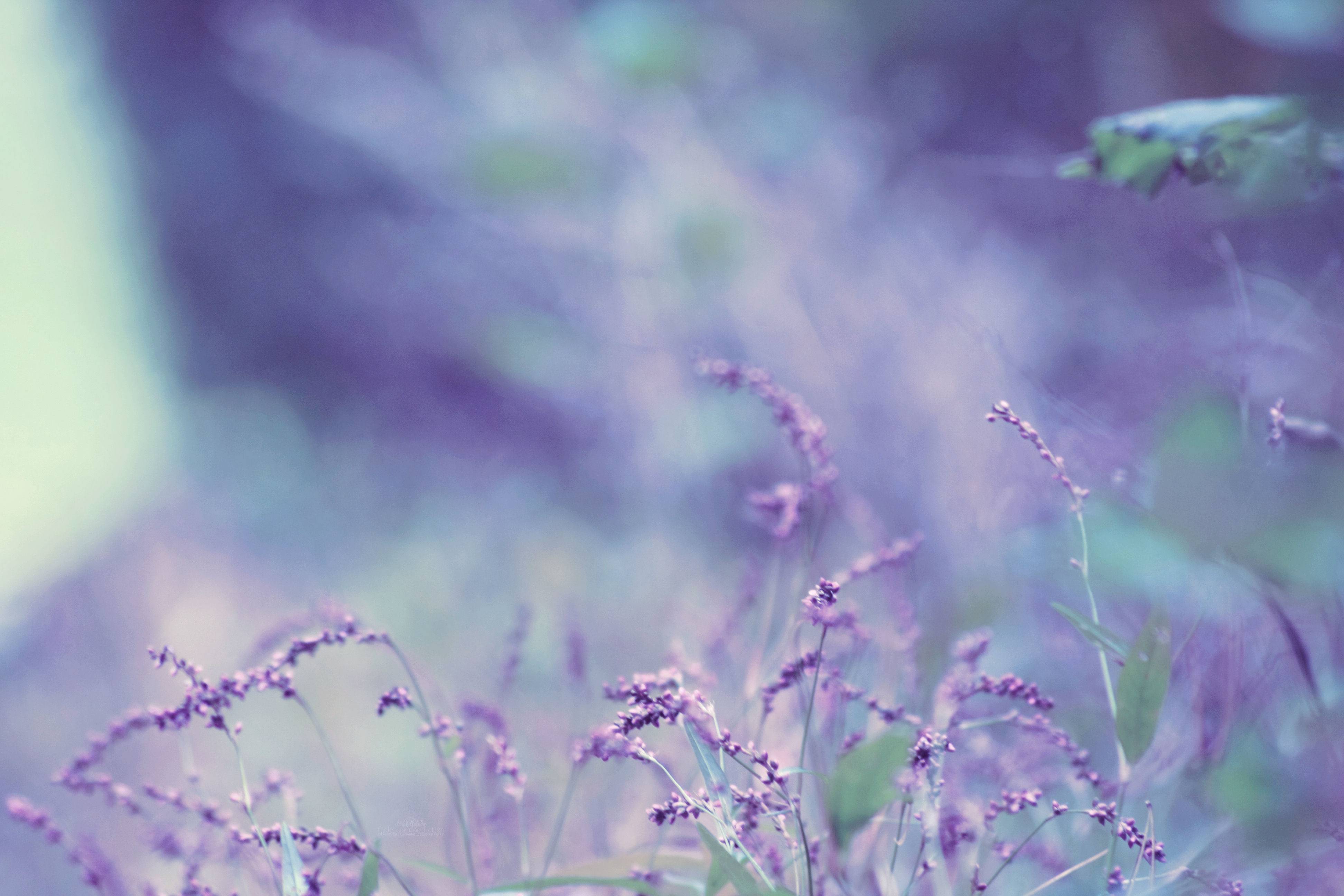 Lavender Wallpaper High Quality And Resolution