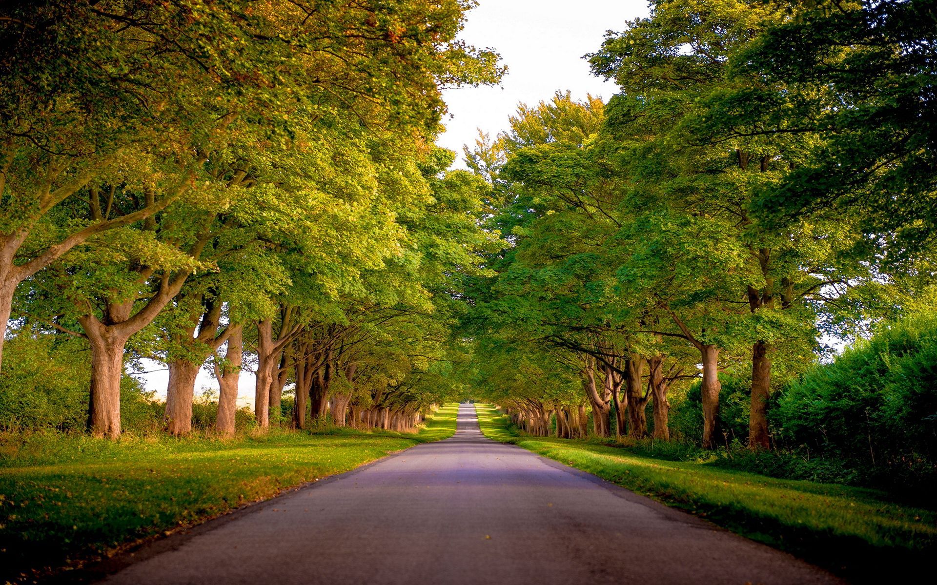 Norfolk Kings Avenue Sandringham Engalnd Wallpaper