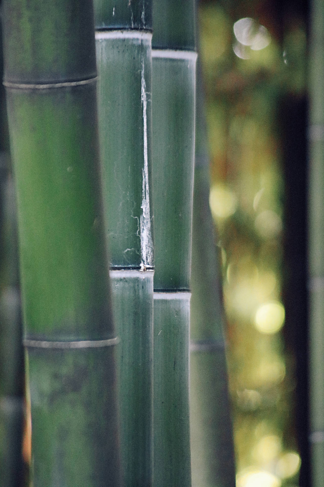 Bamboo HD Wallpaper