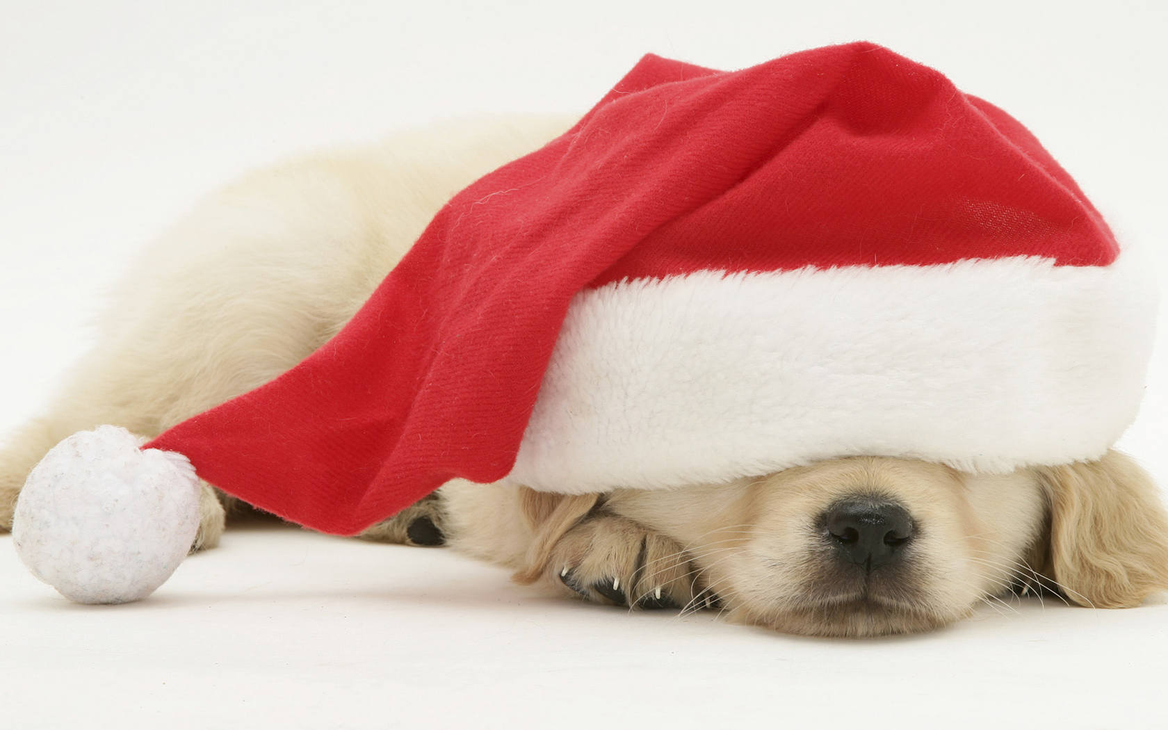Animal Desktop Background Cute Dog Christmas Wallpaper