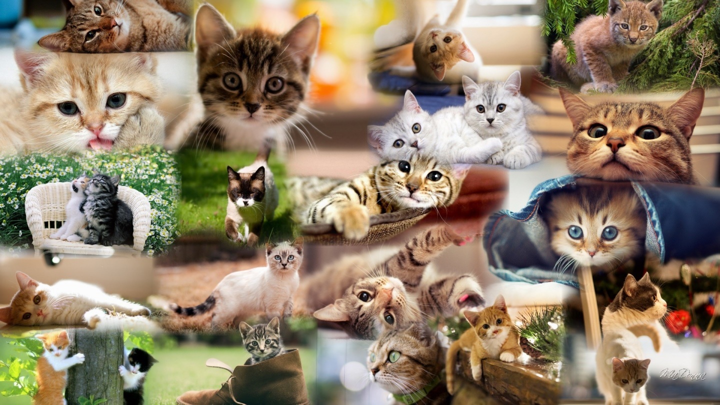 Cat Collage Collage Brennen15