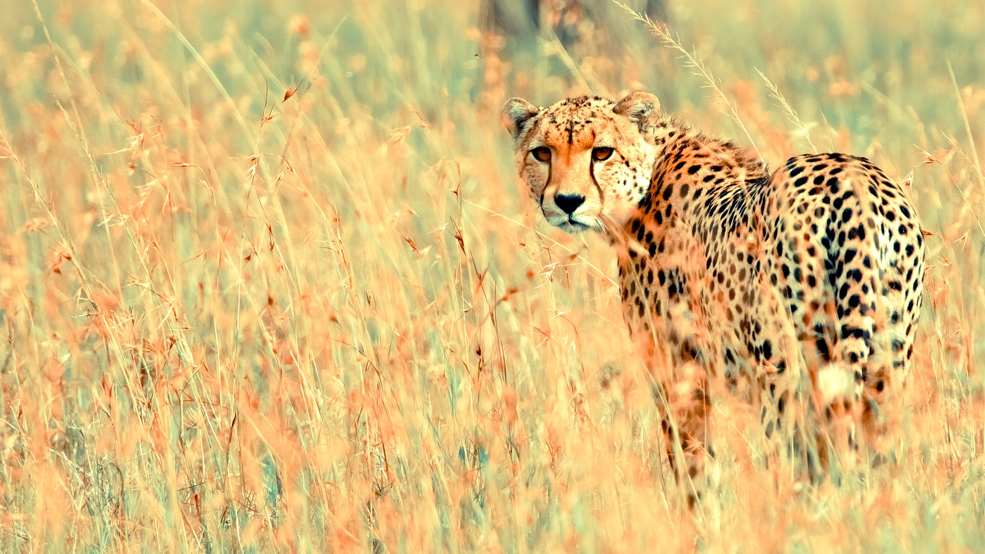 Beautiful Cheetah Animal Wallpaper Desktop Background For HD