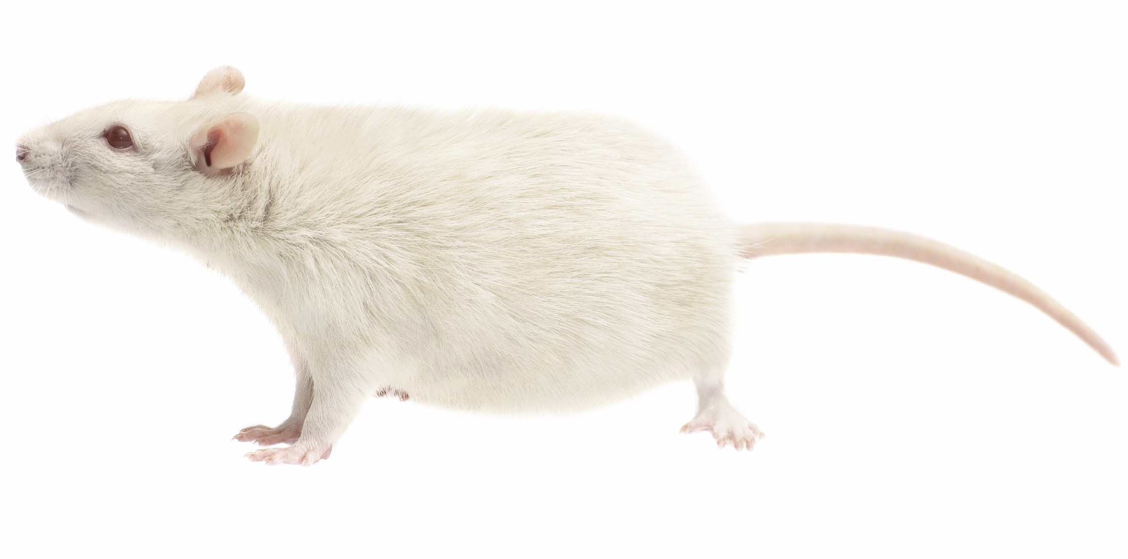 Are Being Revealed In Patients With Lou Gehrig S Disease Rats