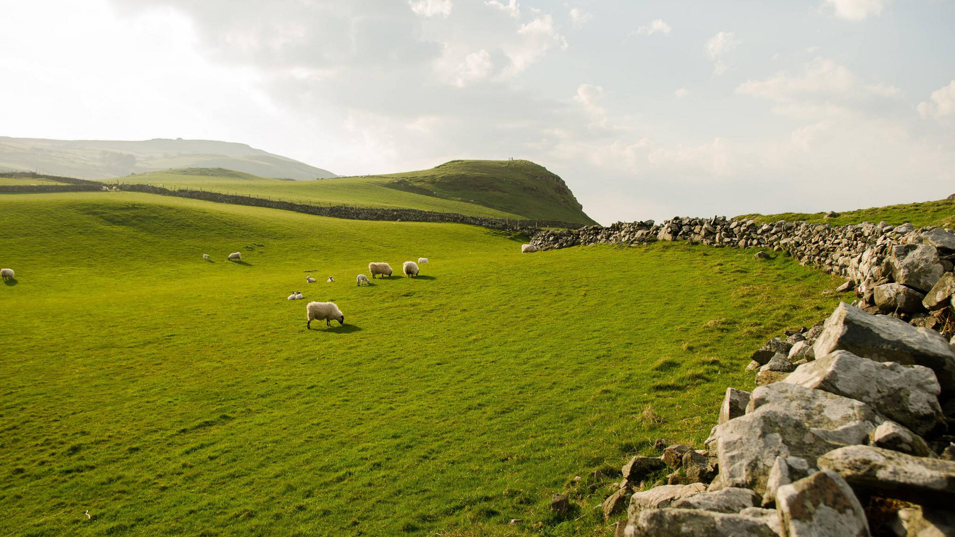 Sheep Grazing In Northern Ireland Wallpaper