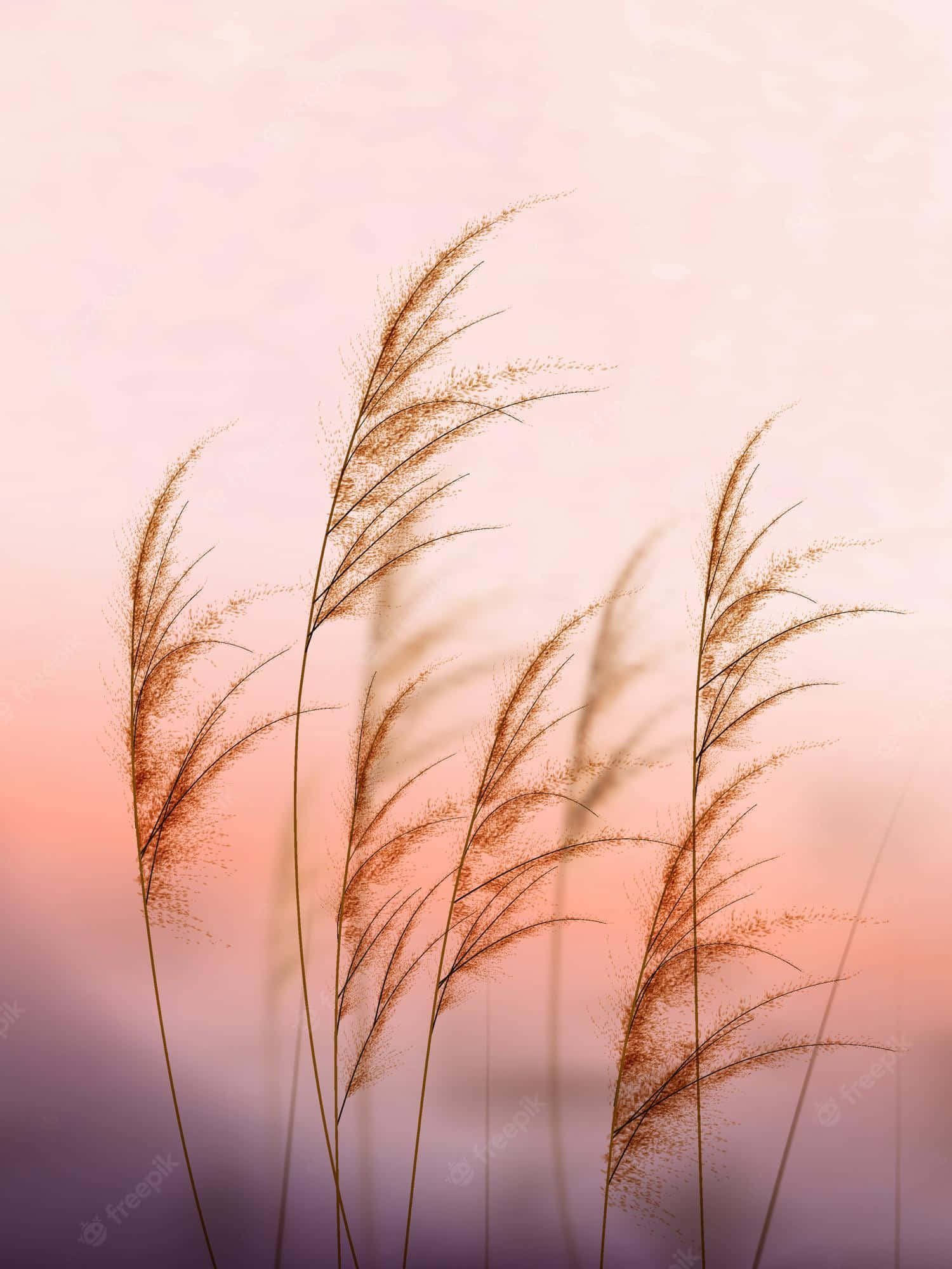 Pampas Grass Wallpaper