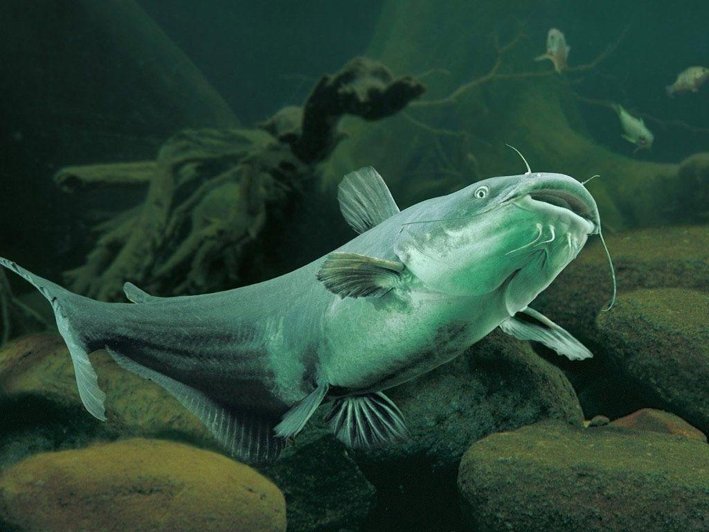 Catfish Wallpaper