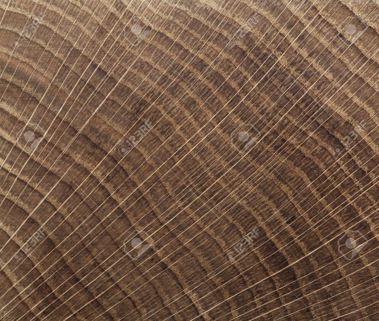 End Grain Wood Background Cross Cut Oak Texture Close Up Stock