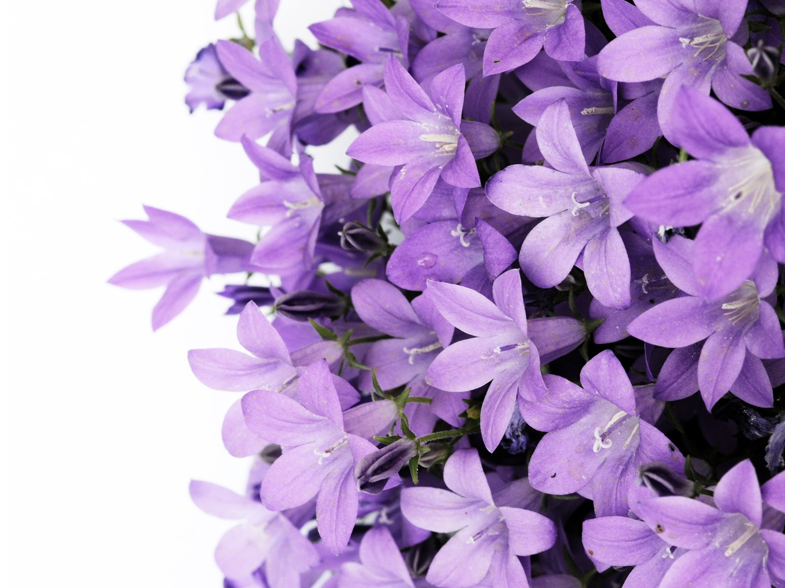 Flowers Purple Flower   Free high quality background pictures