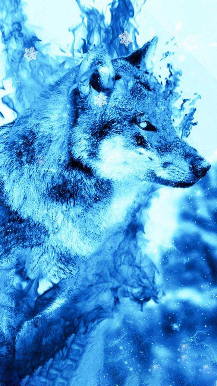 Blue Wolf Wallpaper