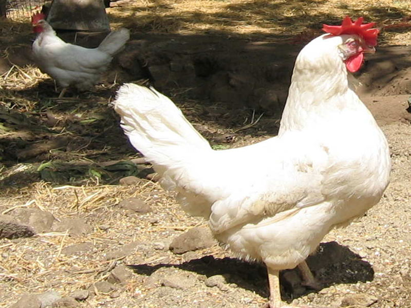 Hen With Chicks Wallpaper Hens Puter