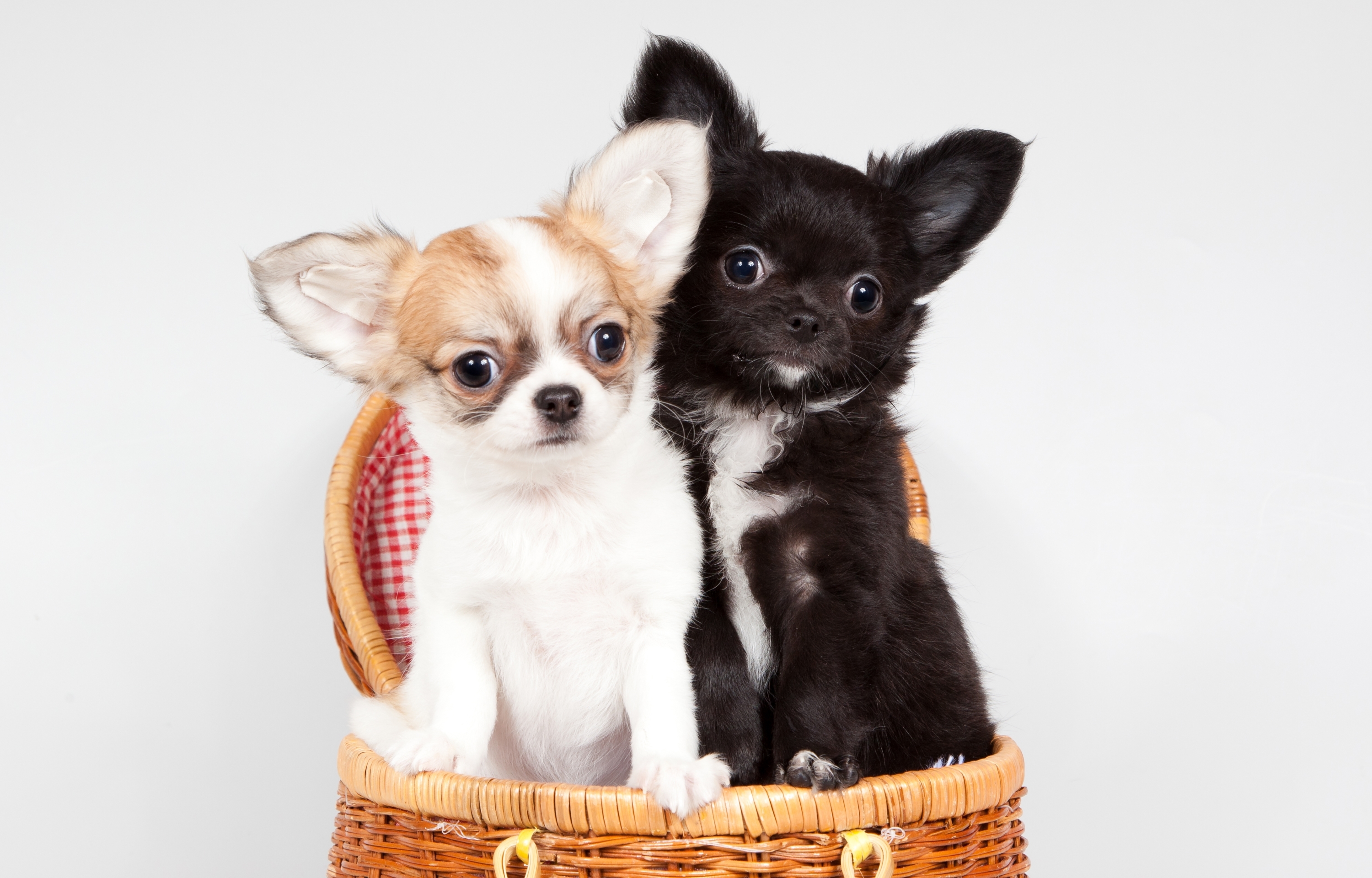 Wallpaper Basket Puppies Chihuahua Cute Dog