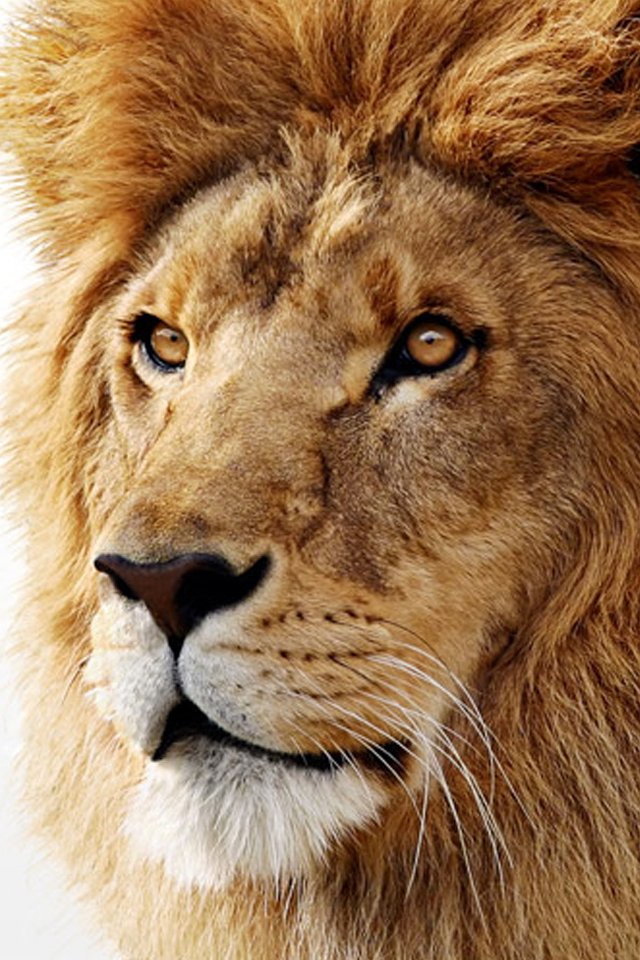 Cute Animals iPhone Wallpaper You Would Love To