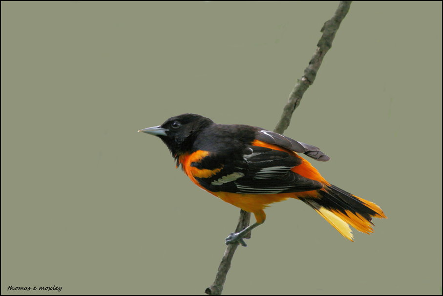 Northern Oriole Wallpaper