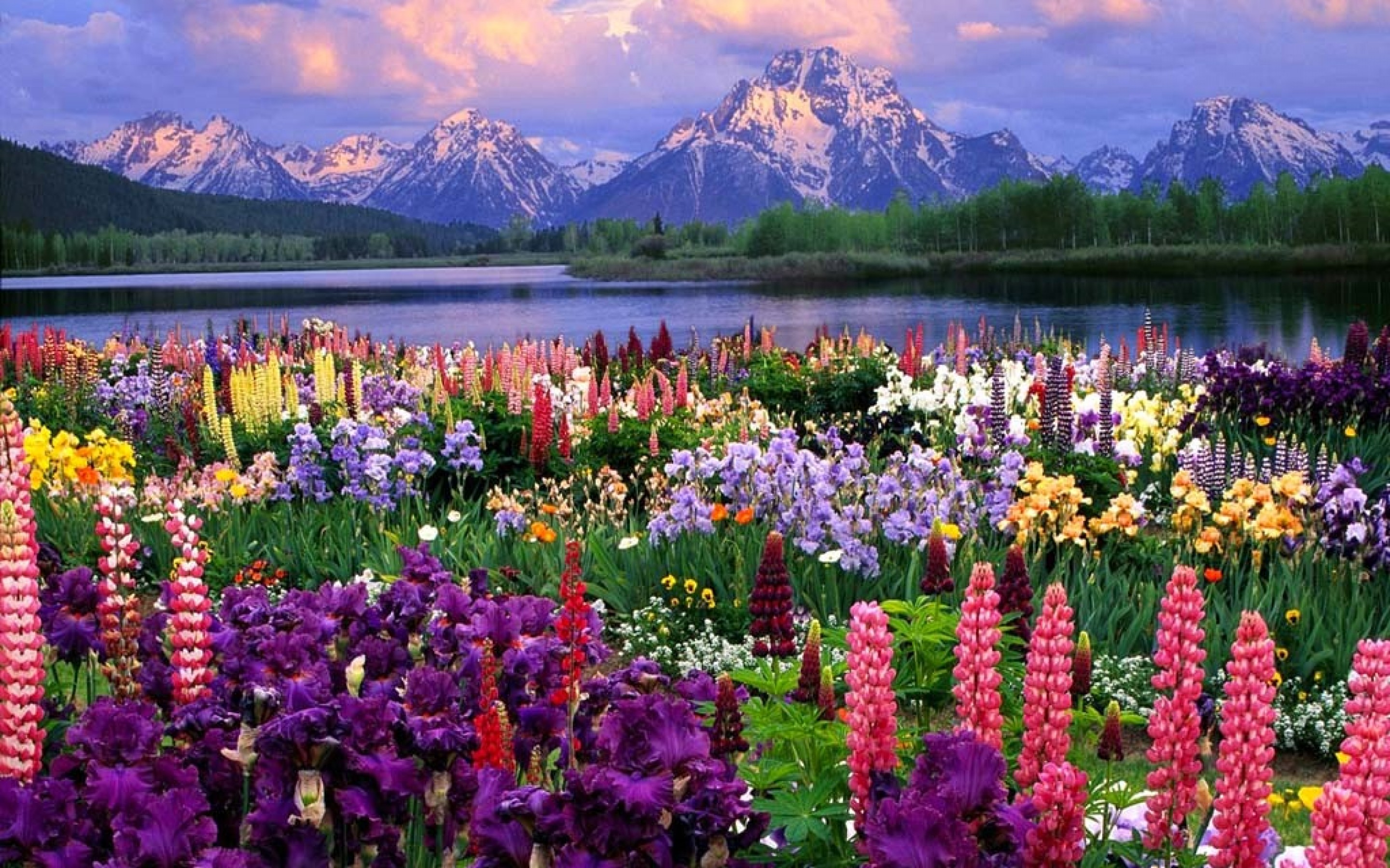 Flower Landscape