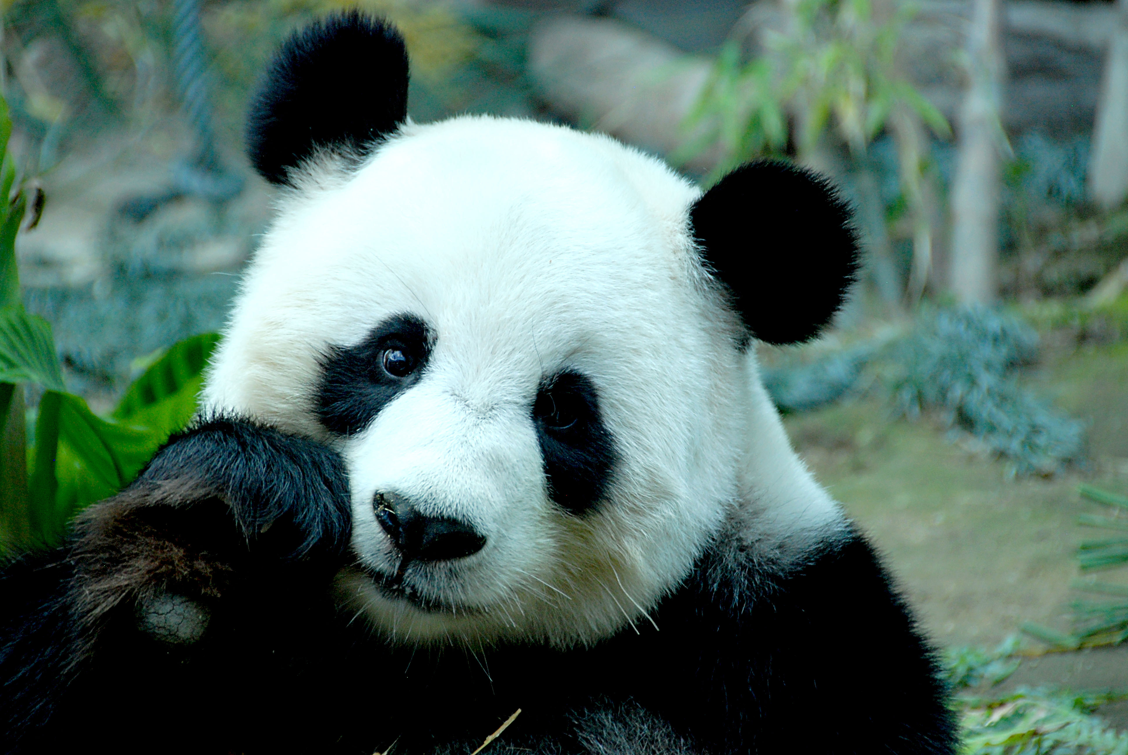 A close-up of an adorable baby panda, highlighting its fluffy fur, black and white markings, and endearing expression