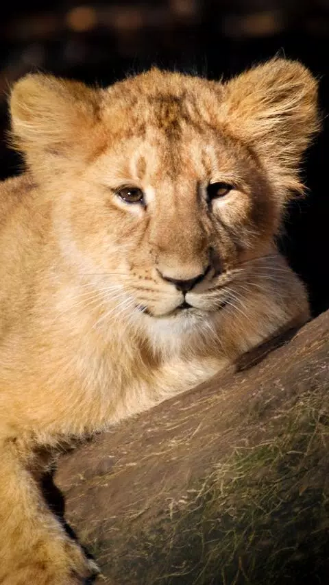 Baby Lions Wallpaper