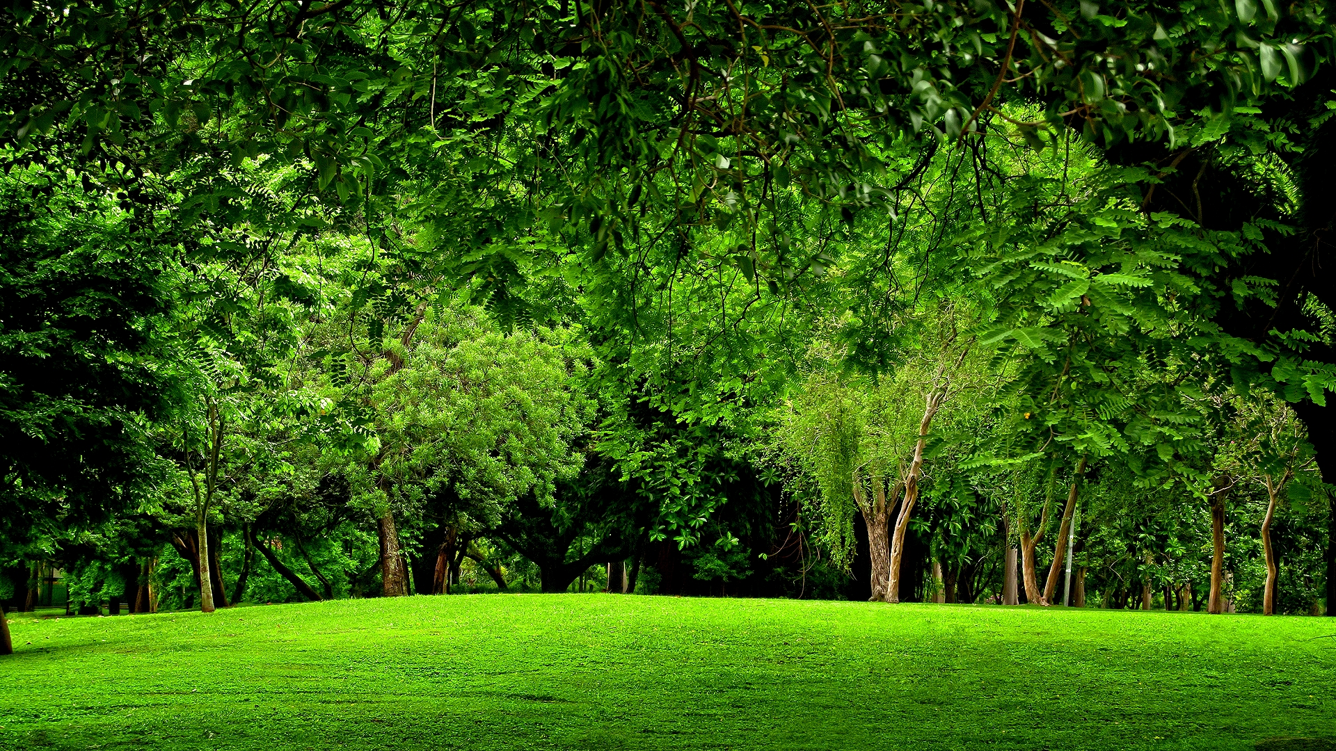Green Forest HD Wallpaper Background Image 1920x1080 1920x1080