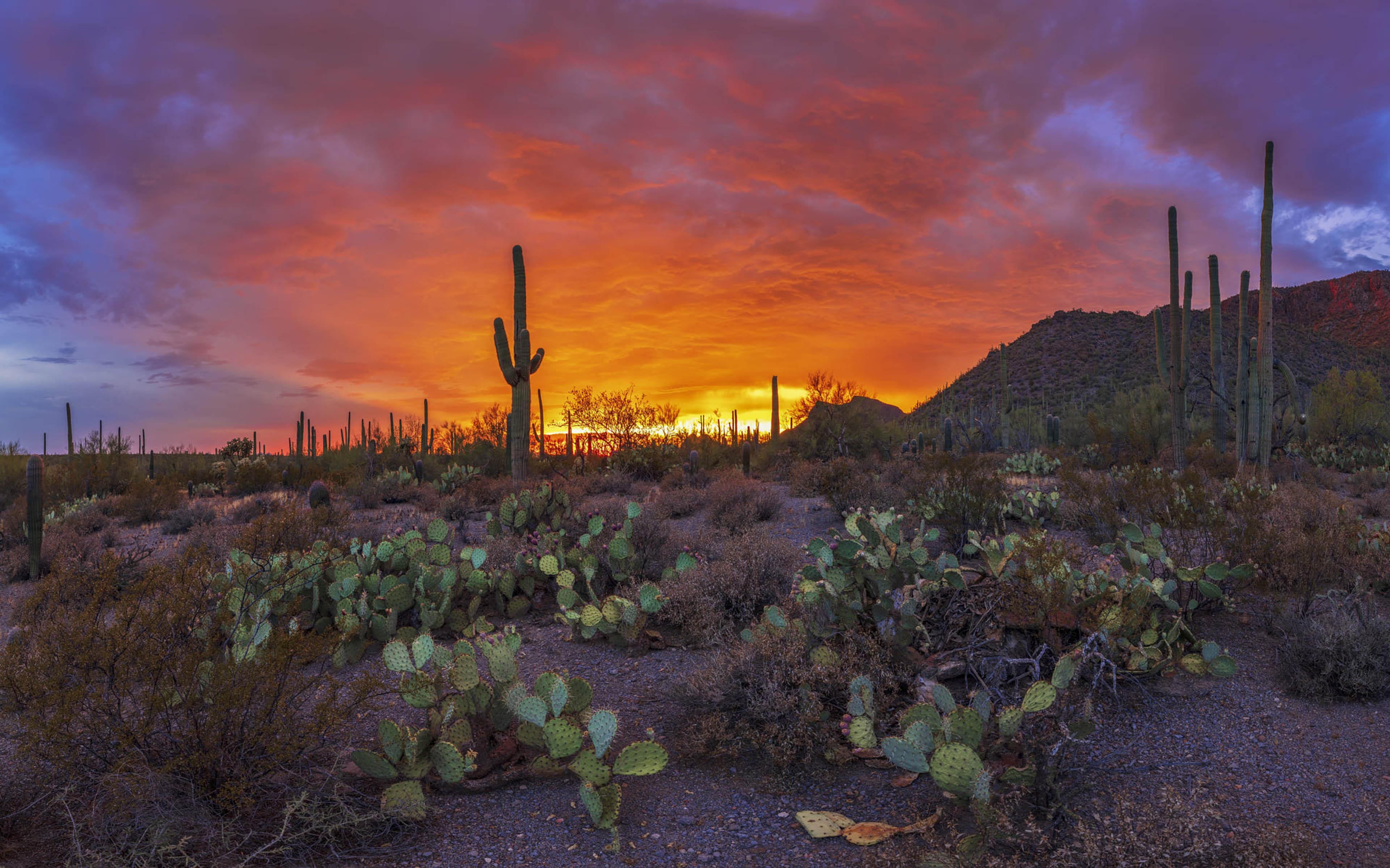 Sunset Beautiful Landscape Pima County In Arizona Usa 4k