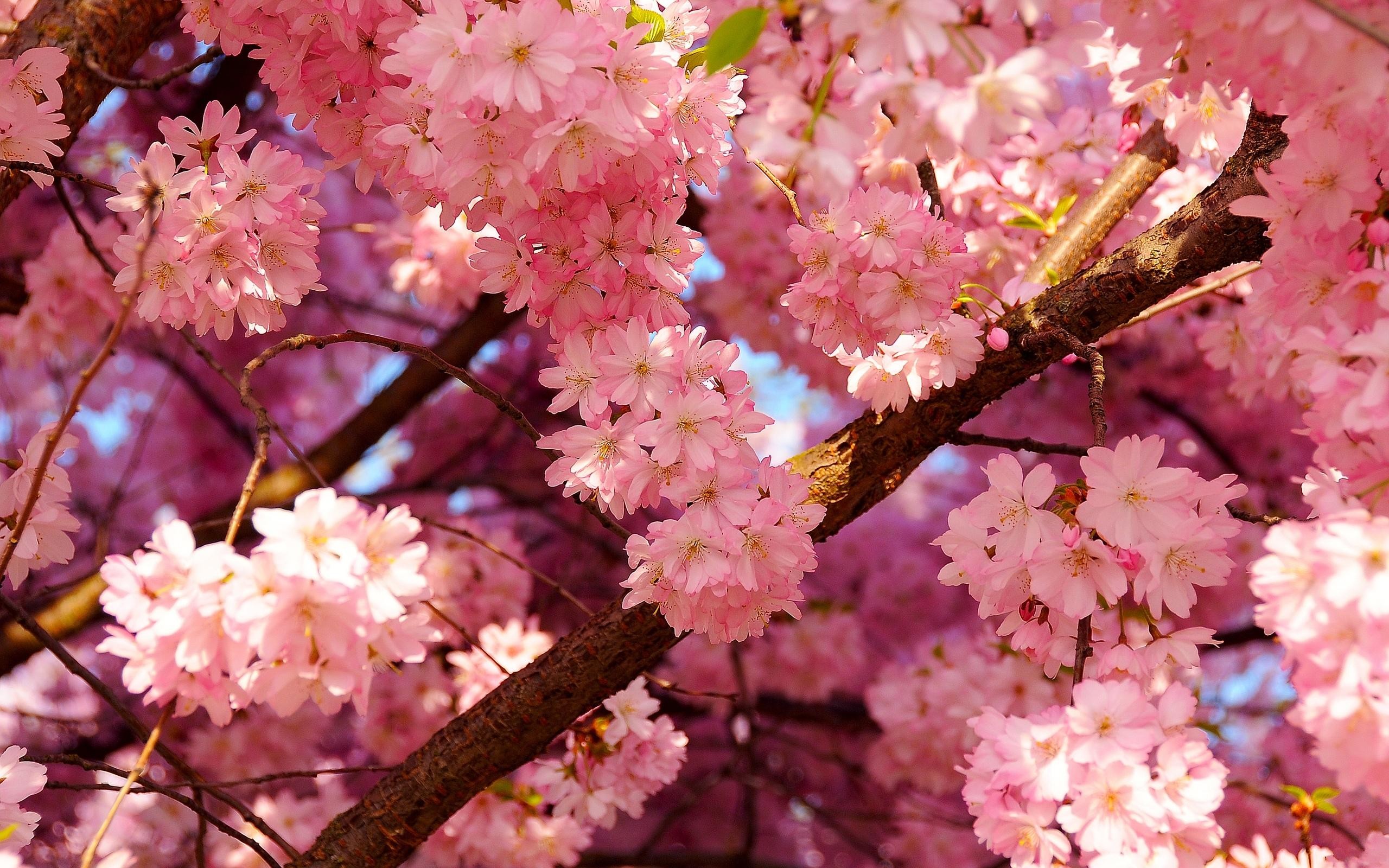 Cherry Blossom Background Wallpaper