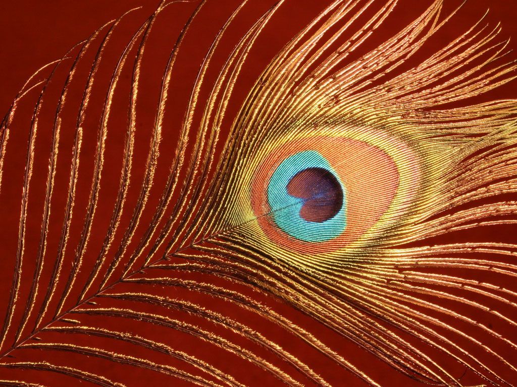 Peacock Feathers Wallpaper HD Online