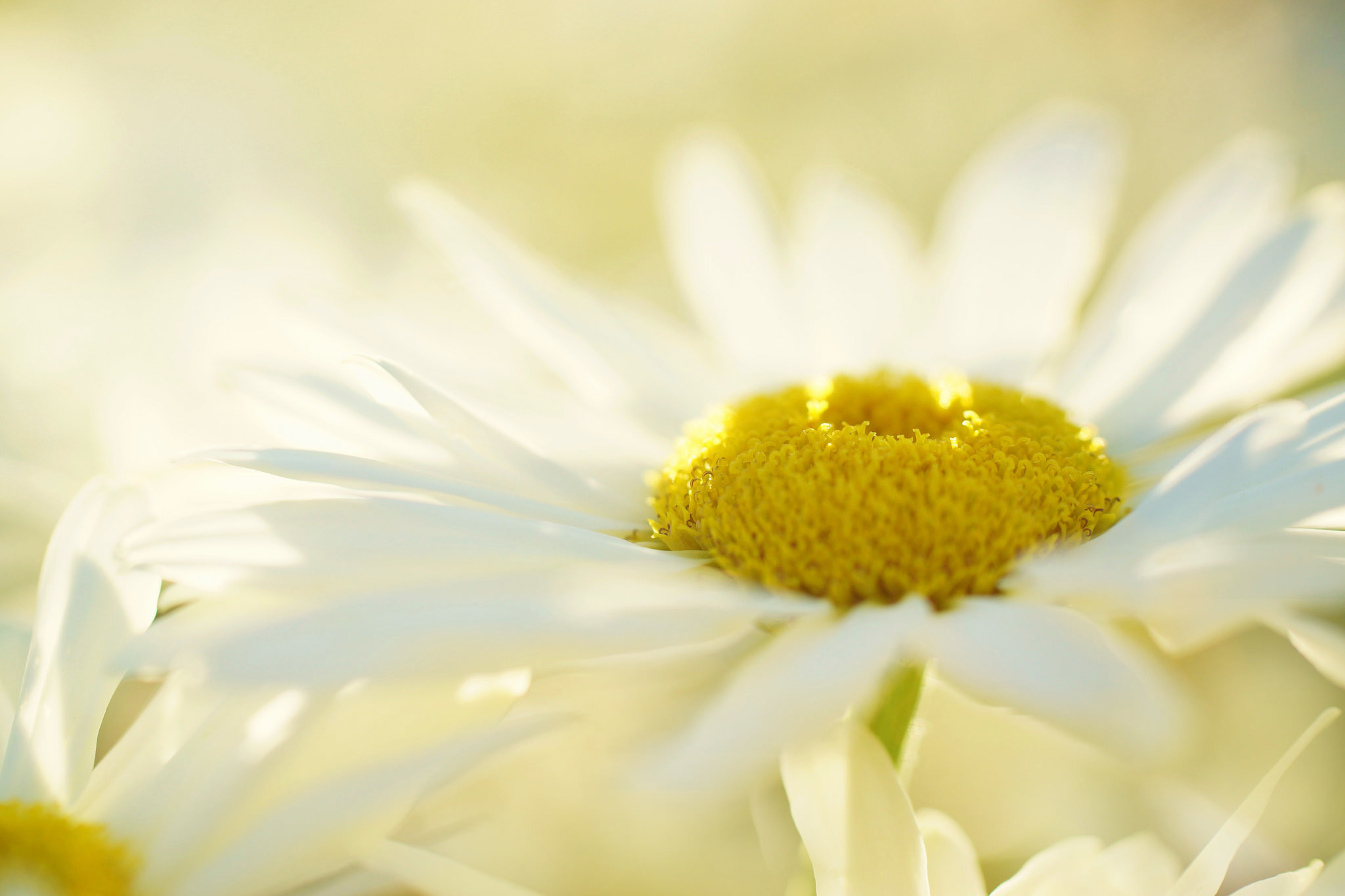 Daisy White Petals Macro Flower Pure Sun Picture Desktop