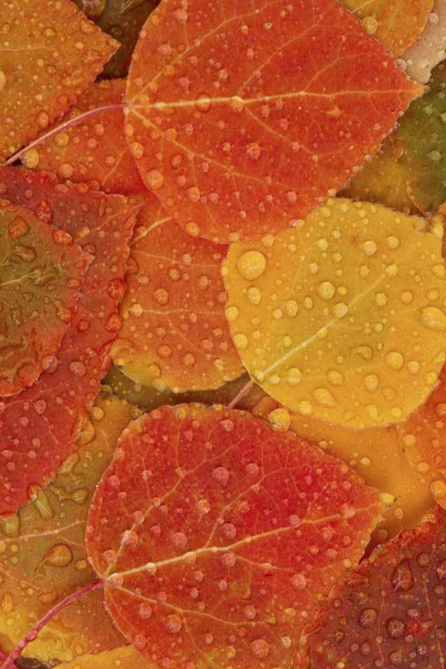 Autumn Leaves iPhone 4s Wallpaper iPad