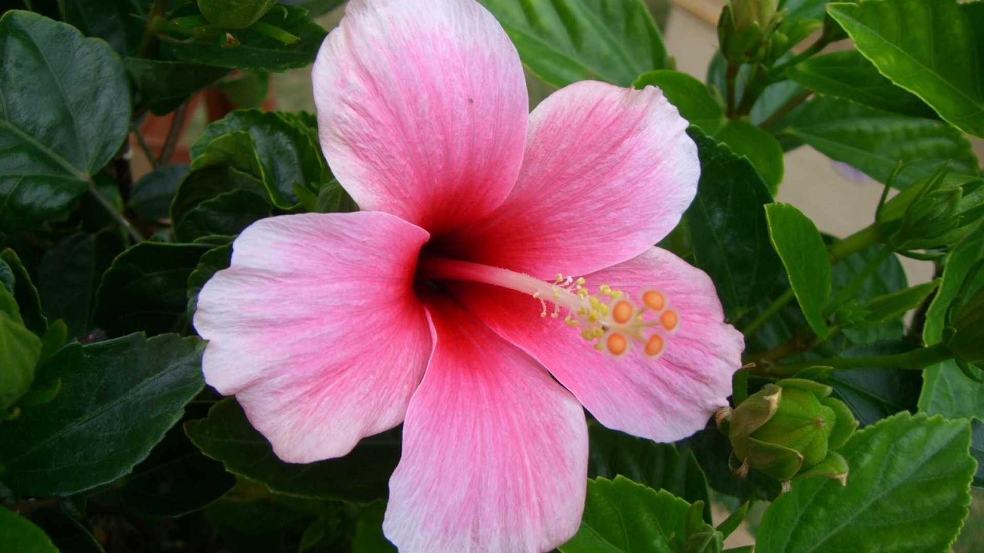 Pink Hibiscus Wallpaper