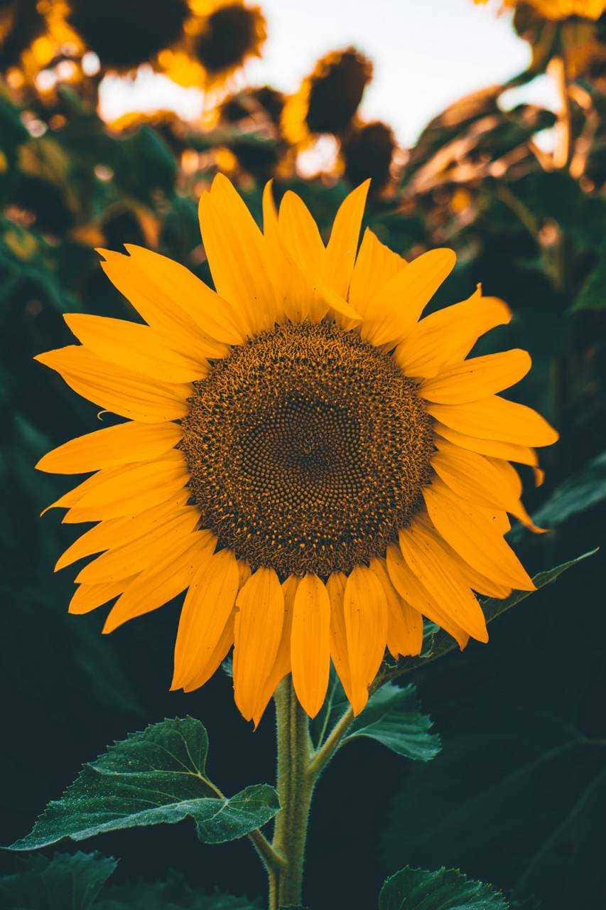 Yellow Sunflower Aesthetic Wallpaper