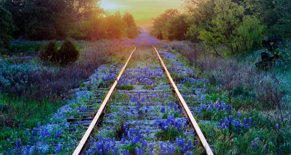 Bing fotos Texas bluebonnets on railroad tracks Texas Jeremy