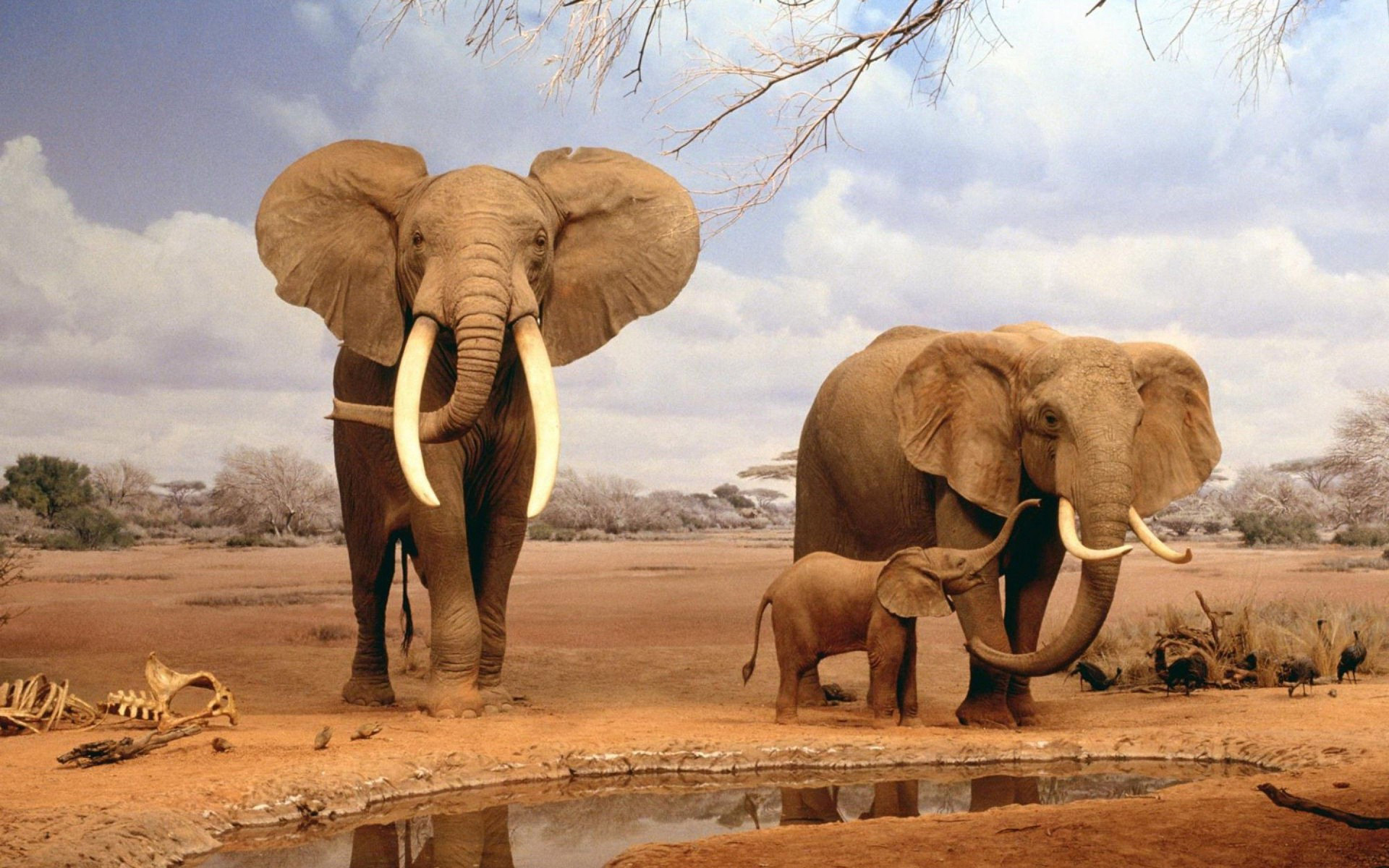Elephant Wallpaper HD