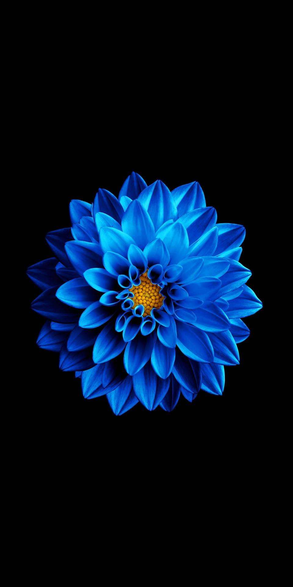 Amoled Android Blue Flower Wallpaper