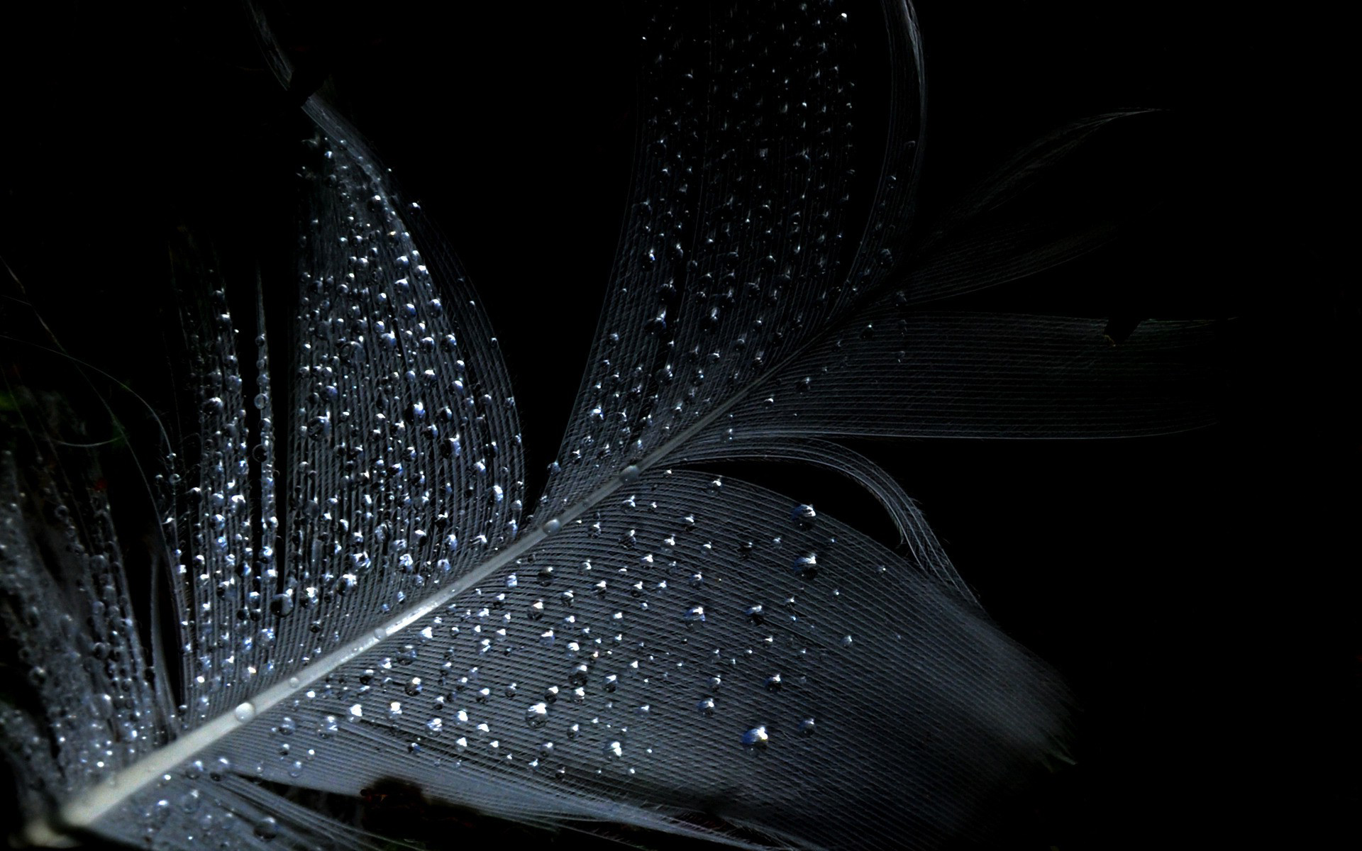 Top Black Feathers HD Wallpaper